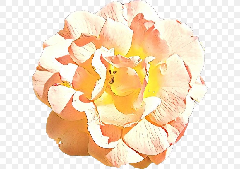 Garden Roses, PNG, 600x577px, Cartoon, Cut Flowers, Flower, Garden Roses, Orange Download Free