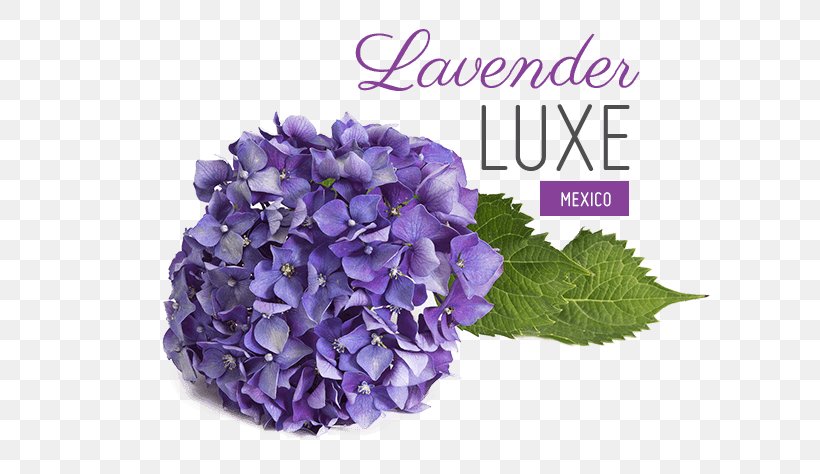 Hydrangea Lavender Lilac Violet Purple, PNG, 602x474px, Hydrangea, Chiavari Chair, Color, Cornales, Cut Flowers Download Free