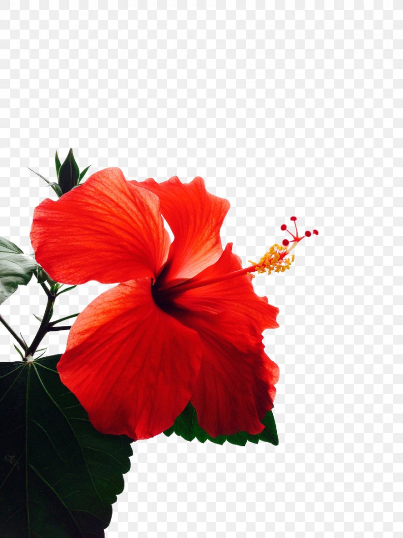 Shoeblackplant Mallows Common Hibiscus Red Flower, PNG, 900x1200px, Shoeblackplant, China Rose, Chinese Hibiscus, Common Hibiscus, Flower Download Free