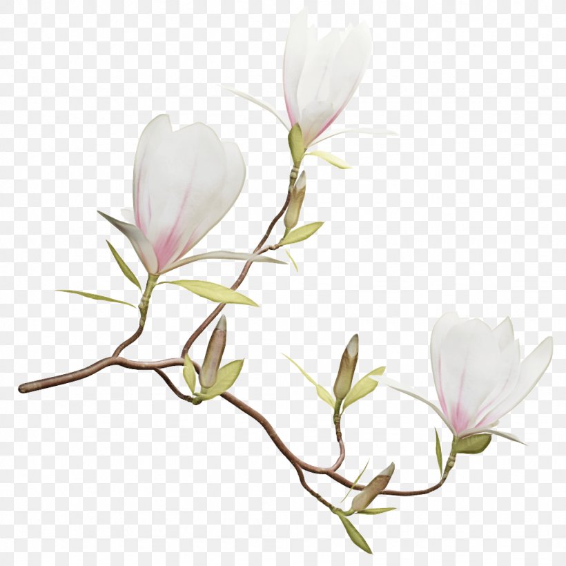 Cartoon Star, PNG, 1024x1024px, Southern Magnolia, Branch, Bud, Chinese Magnolia, Crocus Download Free