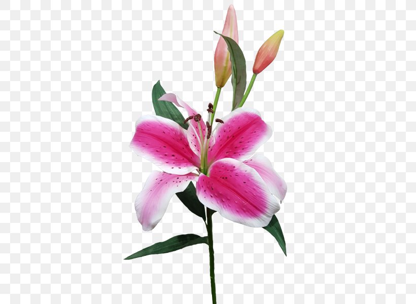 Lilium Cut Flowers Plant Stem Bud, PNG, 800x600px, Lilium, Bud, Casablanca, Cut Flowers, Flora Download Free