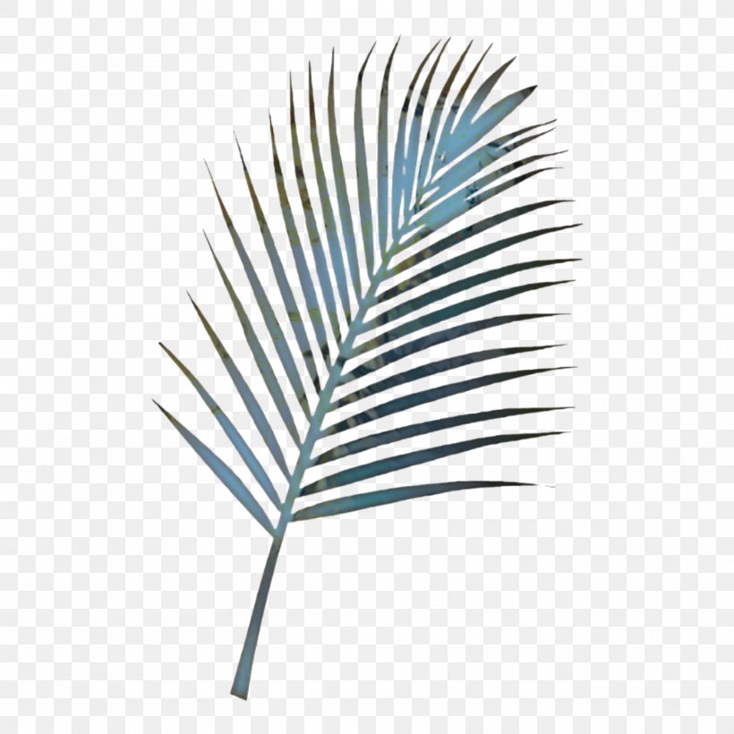 Palm Tree Drawing, PNG, 1773x1773px, Palm Trees, Arecales, Branch, Drawing, Feather Download Free