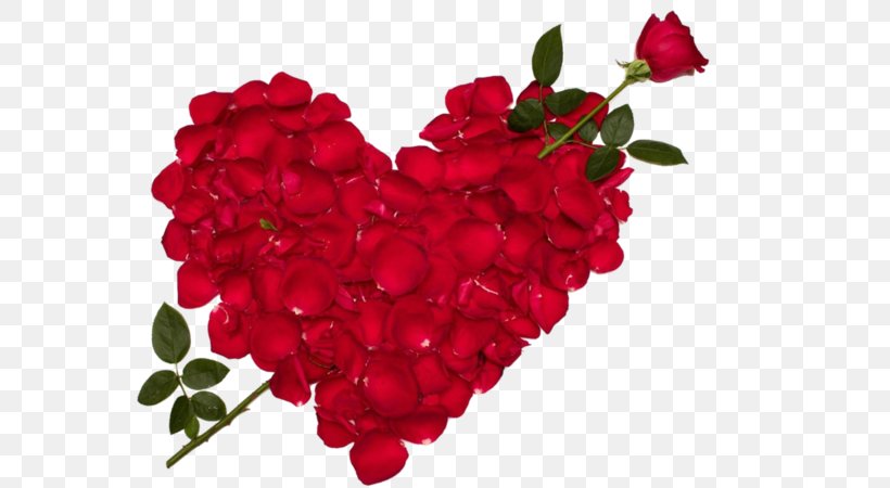 Rose Love Flower Valentine's Day Desktop Wallpaper, PNG, 600x450px ...