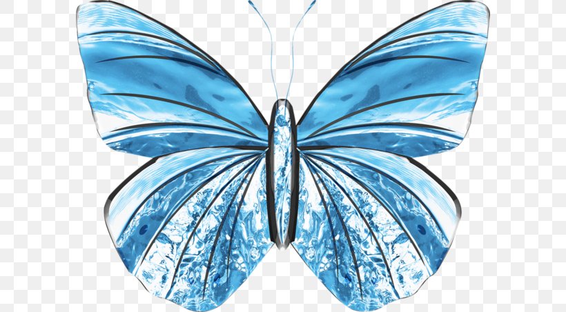Butterfly Blue Photography Illustration, PNG, 600x452px, Butterfly, Blue, Brush Footed Butterfly, Butterflies And Moths, Color Download Free