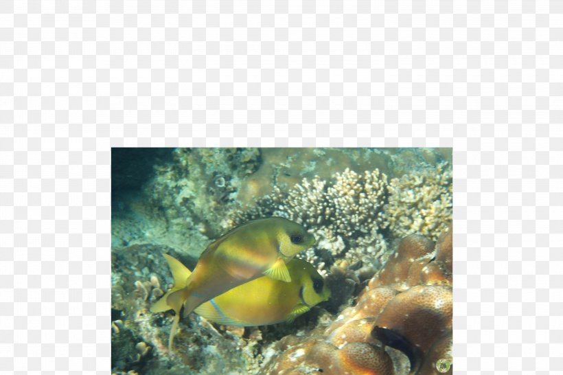 Coral Reef Fish Marine Biology Marine Invertebrates, PNG, 3000x2000px, Coral Reef, Biology, Coral, Coral Reef Fish, Fauna Download Free