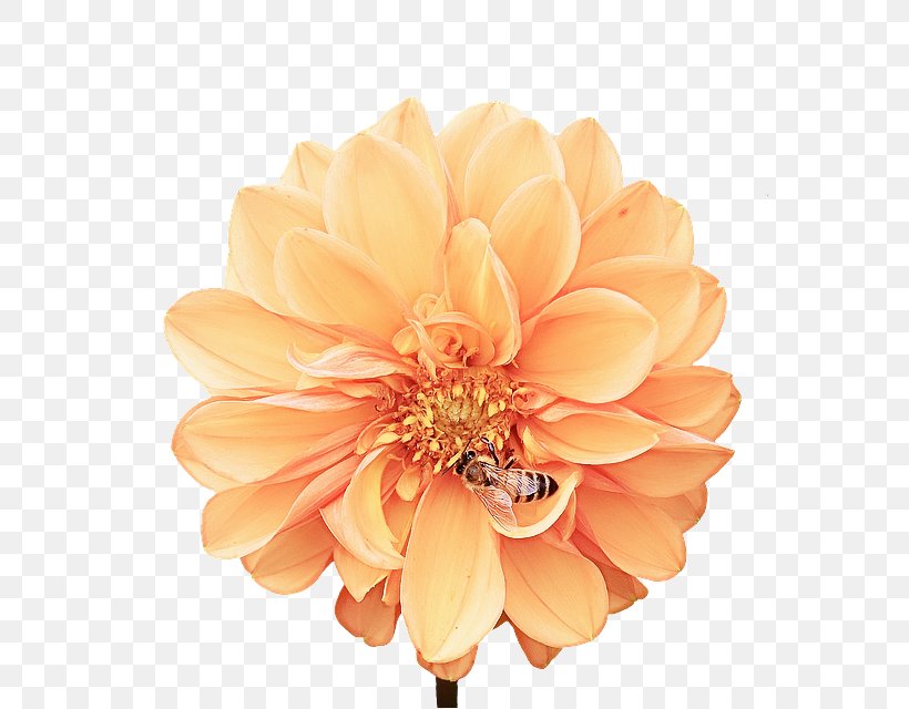 Orange, PNG, 592x640px, Petal, Dahlia, Flower, Flowering Plant, Gerbera Download Free