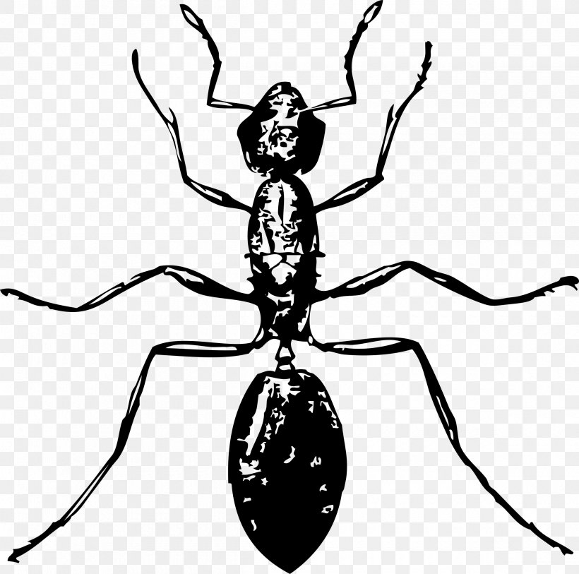 Ant Insect Clip Art, PNG, 2400x2382px, Ant, Arthropod, Artwork, Black And White, Drawing Download Free