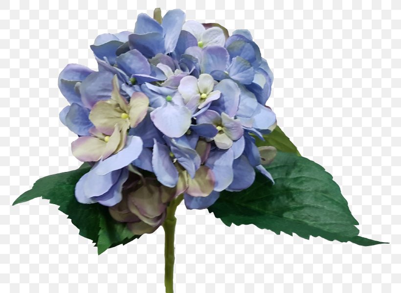 Hydrangea Cut Flowers Floral Design Flower Bouquet, PNG, 800x600px, Hydrangea, Blue, Cornales, Cut Flowers, Delphinium Download Free