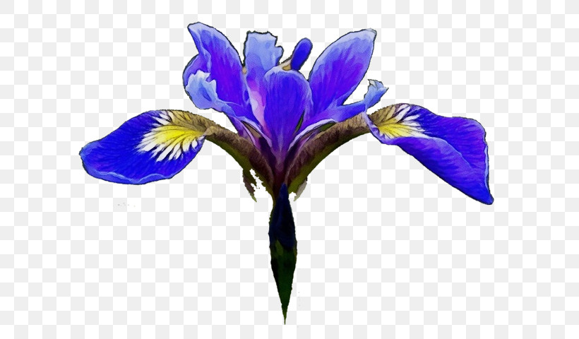 Northern Blue Flag Cut Flowers Petal Violet Flower, PNG, 614x480px, Watercolor, Biology, Cut Flowers, Flower, Irises Download Free