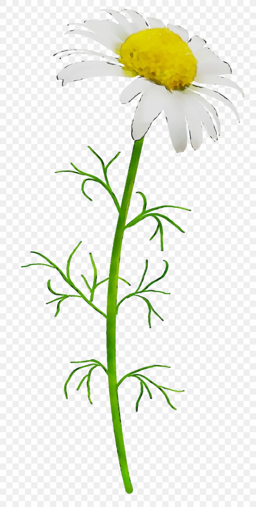 Oxeye Daisy Chrysanthemum Roman Chamomile Marguerite Daisy Cut Flowers, PNG, 915x1807px, Oxeye Daisy, Botany, Camomile, Chamomile, Chamomiles Download Free