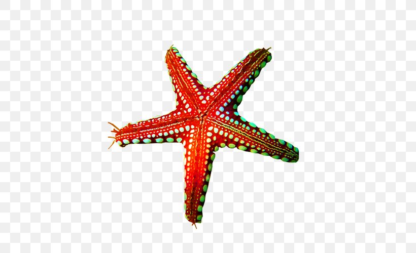 Starfish Clip Art, PNG, 500x500px, Starfish, Brittle Star, Echinoderm, Invertebrate, Marine Invertebrates Download Free