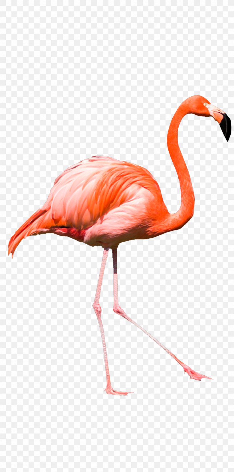 Clip Art Illustration Flamingo Image, PNG, 1088x2197px, Flamingo, Art, Art Museum, Beak, Bird Download Free