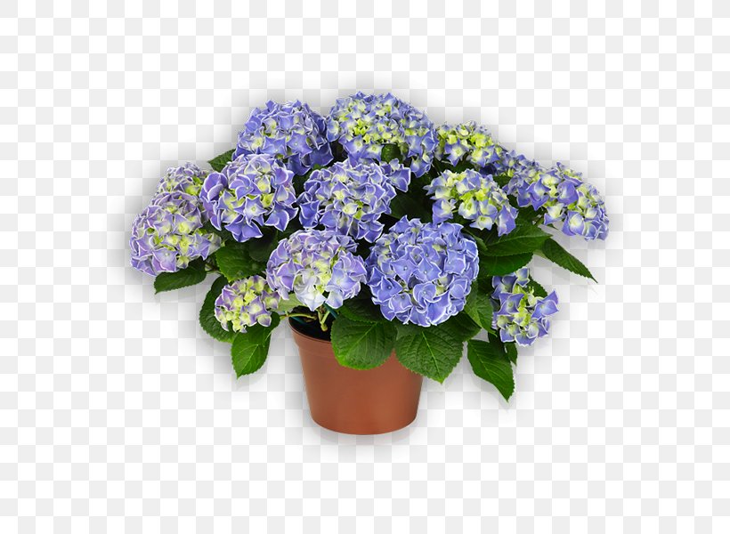 Cut Flowers French Hydrangea Plant Violet, PNG, 600x600px, Flower, Annual Plant, Blue, Color, Cornales Download Free