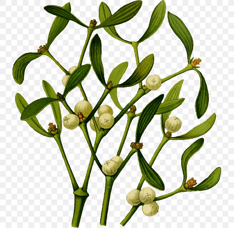 Mistletoe Plant Clip Art, PNG, 731x800px, Mistletoe, Art, Branch, Christmas, Flower Download Free