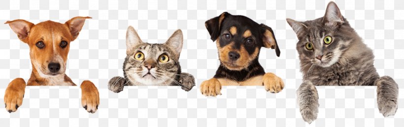 Dog–cat Relationship Dog–cat Relationship Veterinarian Pet, PNG, 1024x323px, Cat, Animal Figure, Carnivoran, Cat Like Mammal, Cat Meat Download Free