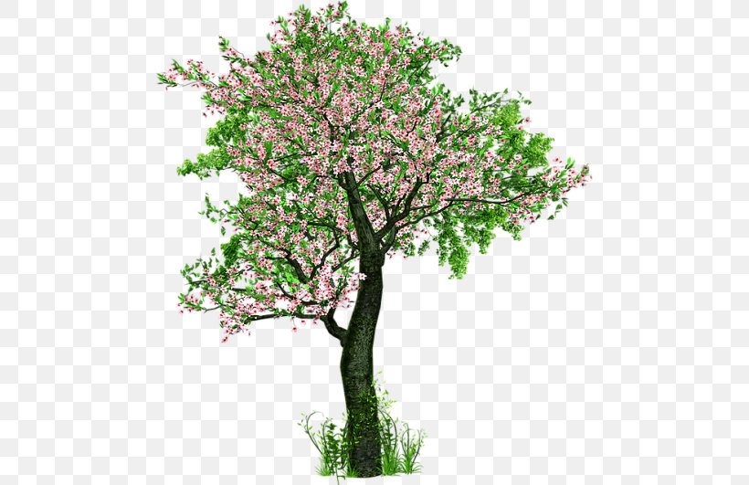 Felidae Tree Earth, PNG, 480x531px, Felidae, Blossom, Branch, Cat, Concept Download Free