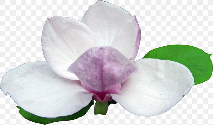 Flowering Plant Magnolia Clip Art, PNG, 1200x707px, Flowering Plant, Flower, Magenta, Magnolia, Moth Orchid Download Free