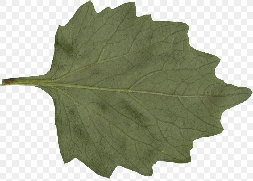 Leaf Plant, PNG, 1200x860px, Leaf, Com, Display Resolution, Plant Download Free