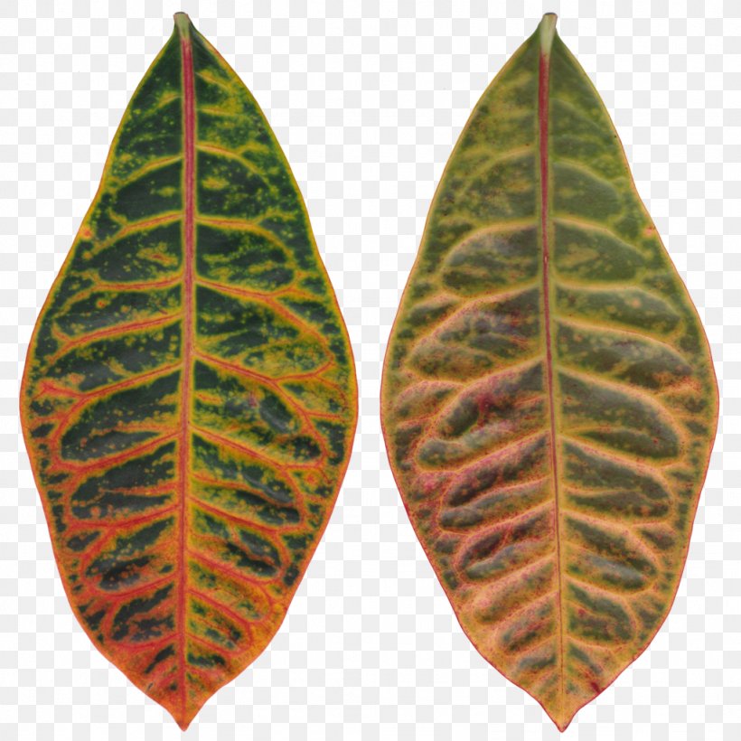 Leaf Spot Rushfoil Autumn Leaf Color, PNG, 1024x1024px, Leaf, Animation, Autumn Leaf Color, Bladnerv, Color Download Free