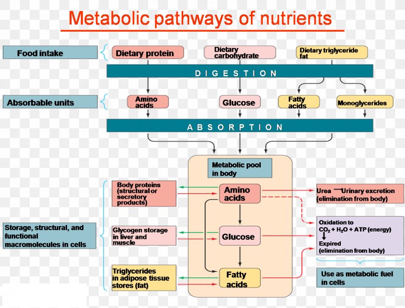 Nutrient Carbohydrate Metabolism Metabolic Pathway Polyol Pathway, PNG, 1432x1091px, Nutrient, Area, Blood, Branchedchain Amino Acid, Carbohydrate Download Free