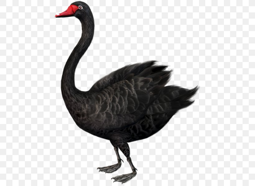 The Black Swan: The Impact Of The Highly Improbable Black Swan Theory Clip Art, PNG, 500x600px, Black Swan, Art, Beak, Bird, Black Swan Theory Download Free