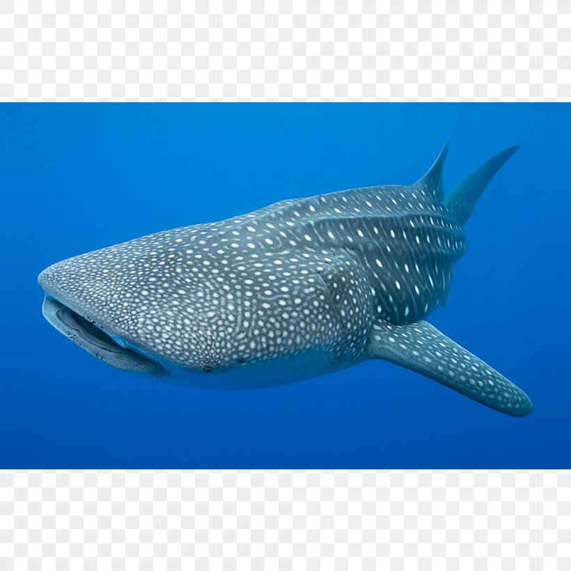 Whale Shark Cetacea Fin Porpoise, PNG, 1000x1000px, Shark, Bony Fish, Bony Fishes, Cartilaginous Fish, Cetacea Download Free
