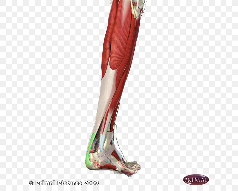 Calf Achilles Tendon Calcaneus Achilles Tendinitis, PNG, 660x660px, Watercolor, Cartoon, Flower, Frame, Heart Download Free