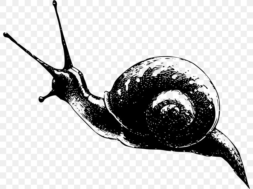 White Garden Snail Gastropods Slug Clip Art, PNG, 800x614px, Snail, Animal, Black And White, Fauna, Gastropod Shell Download Free