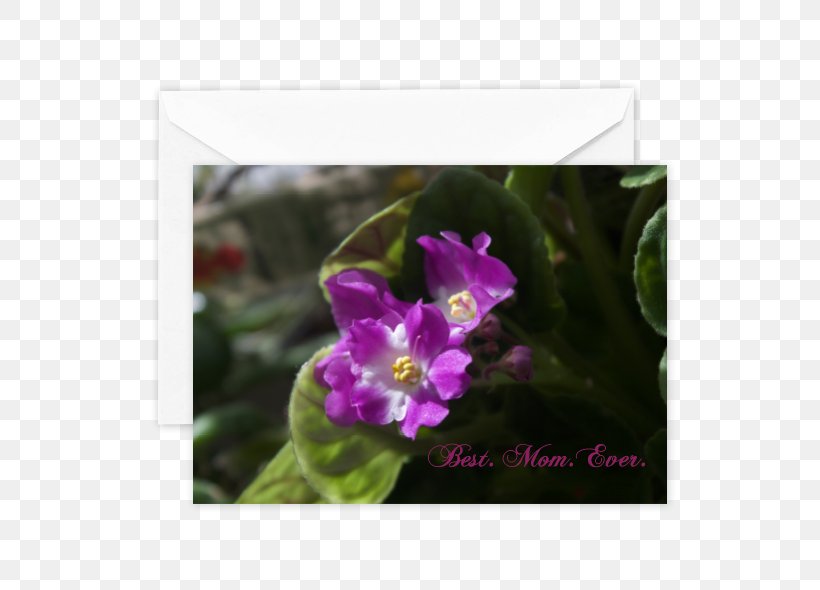Wildflower Herbaceous Plant Violet Family, PNG, 590x590px, Wildflower, Family, Flora, Flower, Flowering Plant Download Free