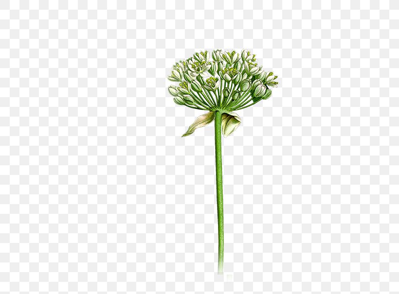 Herb Cheeses German Chamomile Cut Flowers Yarrow, PNG, 701x605px, Herb, Autodesk Revit, Building Information Modeling, Cheeses, Cut Flowers Download Free