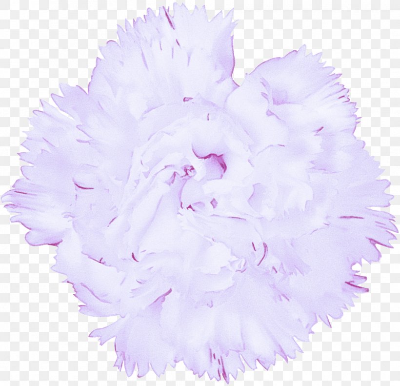 Lavender, PNG, 1044x1008px, Violet, Cut Flowers, Feather, Flower, Lavender Download Free