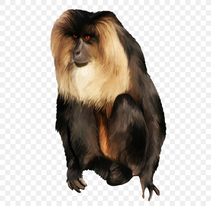 Macaque Yellow Baboon Monkey Cercopithecidae, PNG, 525x800px, Macaque, Baboons, Cercopithecidae, Chacma Baboon, Data Download Free