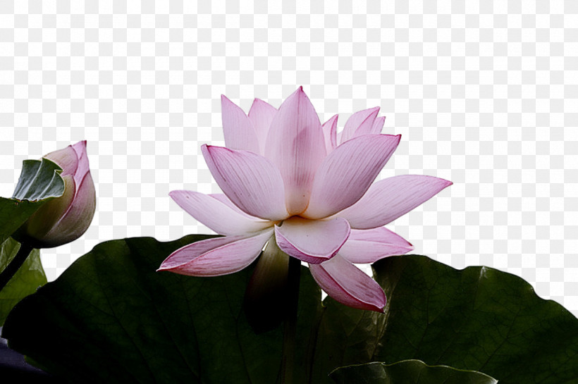 Sacred Lotus Nelumbonaceae Petal Flora Flower, PNG, 1200x799px, Sacred Lotus, Flora, Flower, Nelumbonaceae, Petal Download Free