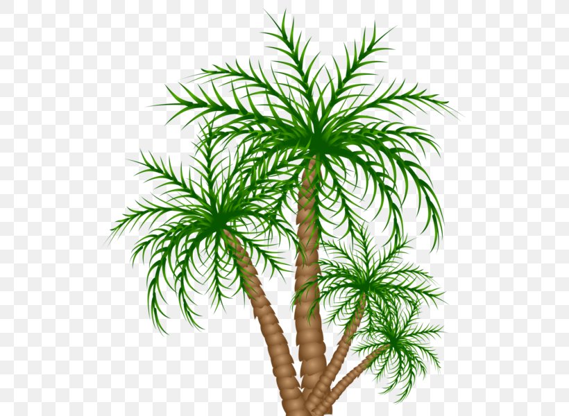 Asian Palmyra Palm Flowerpot Date Palm Houseplant Evergreen, PNG, 530x600px, Asian Palmyra Palm, Arecaceae, Arecales, Borassus, Borassus Flabellifer Download Free