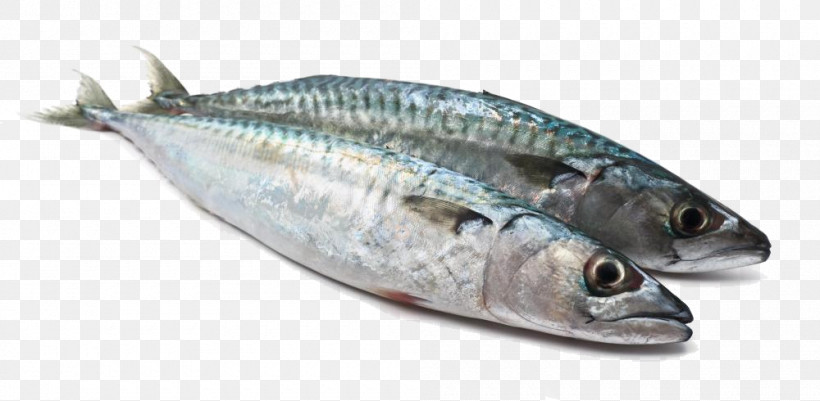 Fish Fish Fish Products Oily Fish Herring, PNG, 1000x490px, Fish, Albacore Fish, Anchovy, Atlantic Spanish Mackerel, Bonyfish Download Free