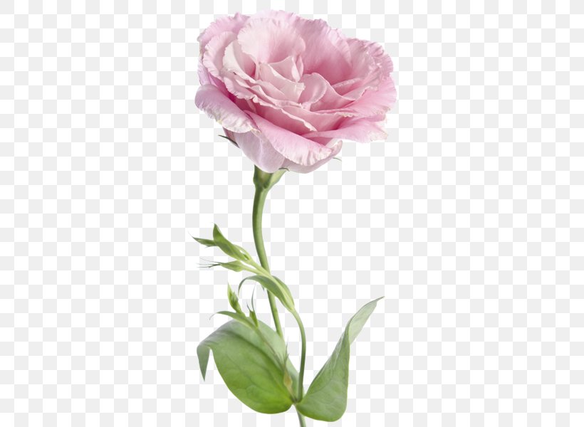 Cabbage Rose Garden Roses Hotel Amarilis Prairie Gentian Flower, PNG, 510x600px, Cabbage Rose, Bud, Carnation, Cut Flowers, Depositphotos Download Free