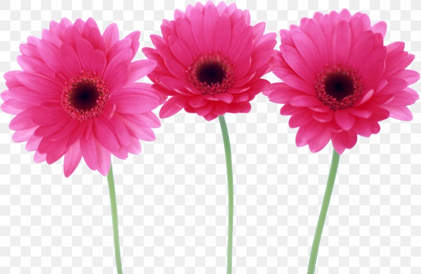 Desktop Wallpaper Flower Child, PNG, 1533x1000px, Flower, Annual Plant, Artificial Flower, Child, Cut Flowers Download Free