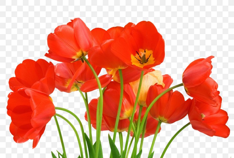 Desktop Wallpaper Flower Romance Love, PNG, 800x556px, Flower, Annual Plant, Coquelicot, Cut Flowers, Flower Bouquet Download Free