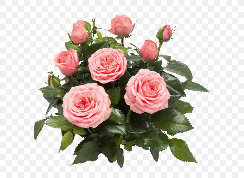 Garden Roses Cabbage Rose Memorial Rose Floribunda West Dekora Street, PNG, 600x600px, Garden Roses, Artificial Flower, Brick, Cabbage Rose, Cut Flowers Download Free