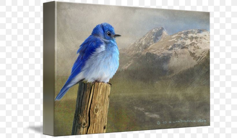 Mountain Bluebird Painting Canvas Print Art, PNG, 650x476px, Mountain Bluebird, Art, Artcom, Beak, Bird Download Free