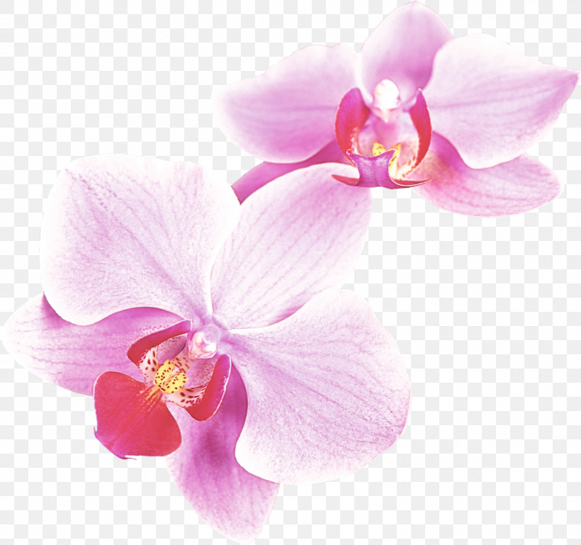 Flower Petal Moth Orchid Pink Plant, PNG, 1600x1502px, Flower, Moth Orchid, Orchid, Petal, Pink Download Free