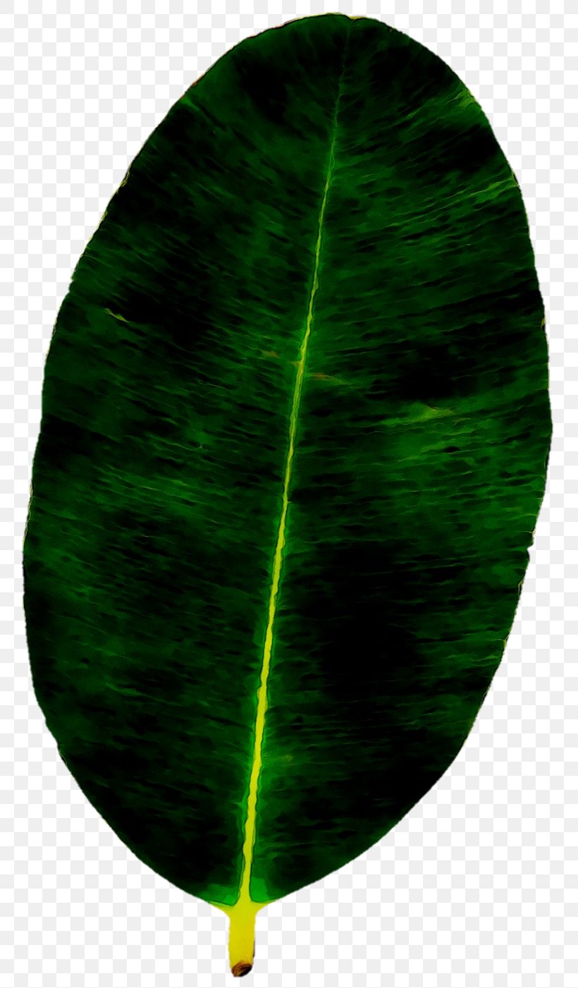 Green Leaf, PNG, 779x1401px, Green, Leaf, Plant, Symmetry Download Free