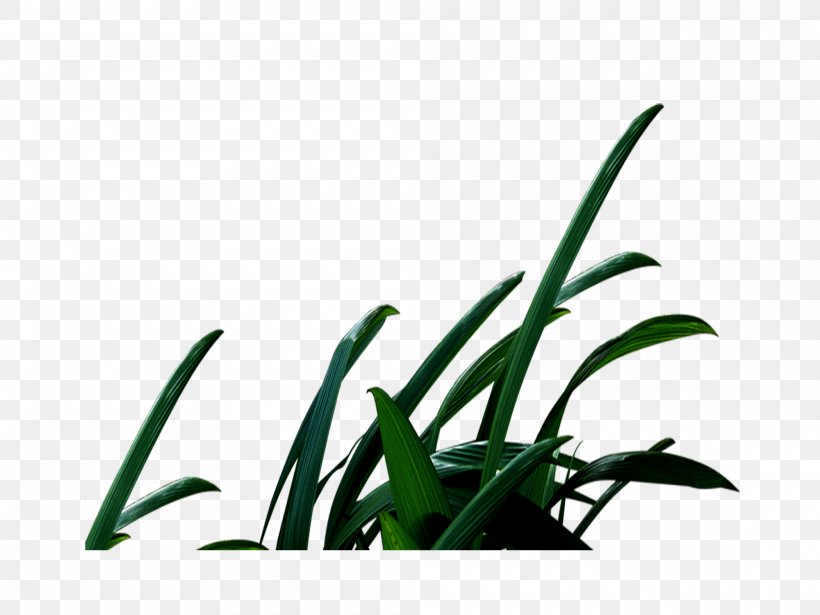 Leaf Illustration, PNG, 2000x1500px, Leaf, Computer, Family, Grass, Grass Family Download Free