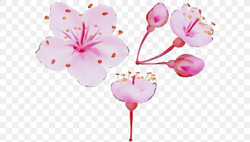 Cherry Blossom, PNG, 600x466px, Watercolor, Balloon, Blossom, Cherry Blossom, Cut Flowers Download Free