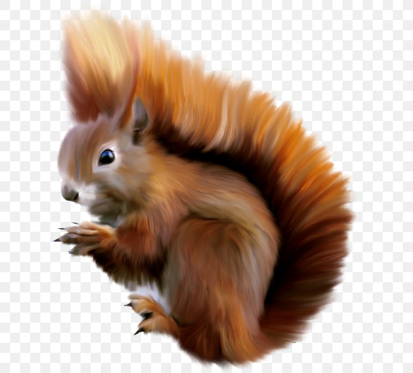 Squirrel, PNG, 613x740px, Squirrel, Animation, Drawing, Fauna, Fur Download Free