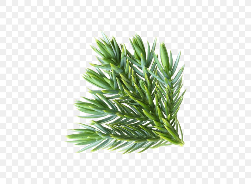 Pine Spruce Leaf Conifers Common Juniper, PNG, 600x600px, Pine, Common Juniper, Common Sage, Conifer, Conifers Download Free