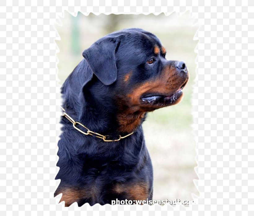 Rottweiler Dog Breed Puppy Breed Group (dog) Snout, PNG, 525x697px, Rottweiler, Breed, Breed Group Dog, Carnivoran, Dog Download Free