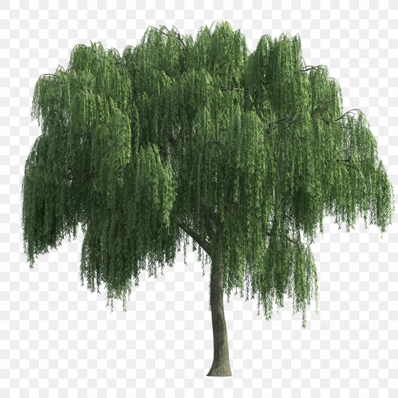 Tree Architecture Weeping Willow, PNG, 1024x1024px, Tree, Architecture, Biome, Ecosystem, Evergreen Download Free