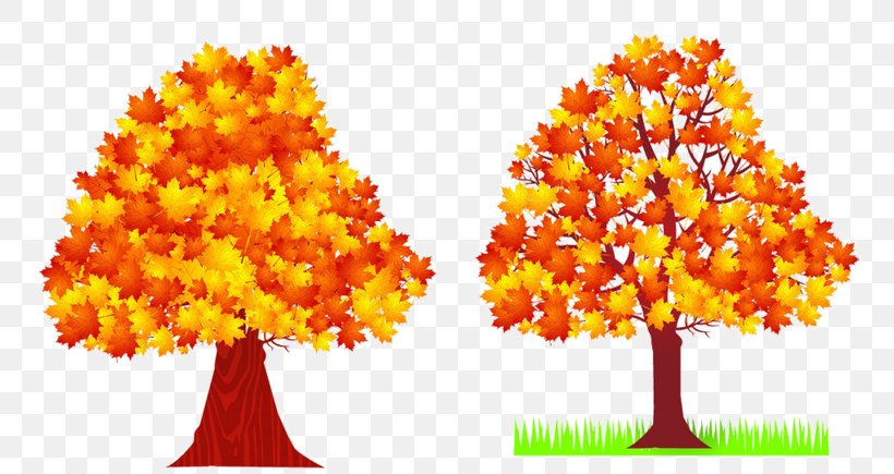 Autumn Tree Deciduous Maple Leaf, PNG, 800x435px, Autumn, Autumn Leaf Color, Birch, Cottonwood, Deciduous Download Free
