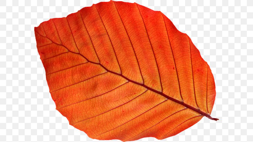 Leaf Clip Art Image File Format, PNG, 600x462px, Leaf, Bladnerv, Drawing, Orange, Petal Download Free